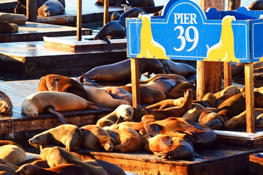 group of sea lion in pier 39